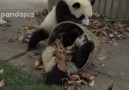 Panda video of the week. The hard life of a panda zookeeper D