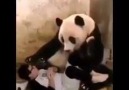 Pandayı trolleyen adama pandanın verdiği tepki güldürdü D