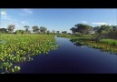 Pantanal  Brezilya