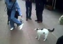 Panter Emel'in  Kedi Versiyonu