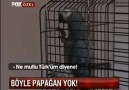 Papağan Efe - ŞAMPİYON BEŞİKTAŞ :)