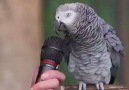 Papağan ile röportaj )