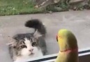 Papağan kediyle dalga geçiyor