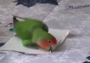 Papağan kendine kağıttan kuyruk yapıyor