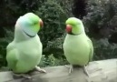 Papağanların koyu muhabbetii