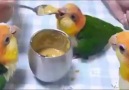 Papağanların Yemek Vakti