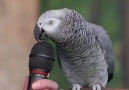 Papağanla röportaj yapan muhabir..