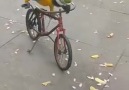 Papağan reisten bisiklet turu D