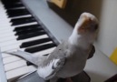 Papağan şarkı söylüyor..