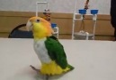 Papağan TV - Sevimli Caique Parrot Kayık Papağanı...