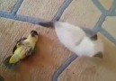 Papağan ve Kedinin Sevimli Oyunu
