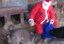 Papai Noel tambm lembrou deles ! - O AMOR QUE LATE - Anjos de quatro patas