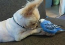 parakeet (budgie) and chihuahua