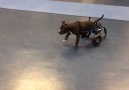 Paralysed puppy learns how to walk