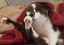 Paralyzed Cat's Back Legs Don't Work, But Her Family Thinks Sh...