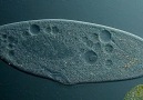 Paramecium sp. (Kontraktil kofulu ve sillerle hareketi)