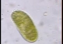 Paramecium-Terliksi Hayvan