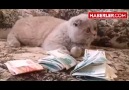 Paranın kölesi olmuş kedi :)