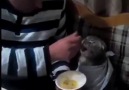 Paranoyak Beyinler - Kaşıkla yemek yiyen sevimli kedi ) Facebook