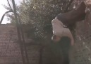 Parkour Fails ( Part 2 )