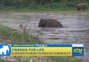 Park Staffer Rescued by Baby Elephant  October 14, 2016