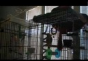 Parrot Caught Singing Let the Bodies Hit the Floor