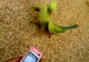 Parrot Dance ^_^