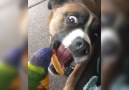 Parrot Feeds His Dog Brother