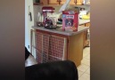 Parrot Keeps Throwing Doggie Treats At Dogs