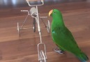 Parrot Riding A Bike