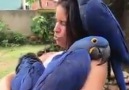 Parrots Lovers - World biggest parrot Hyacinth macaw.
