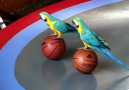 Parrots show in China