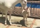 Pas de mots pour dcrire cette beaut Les chevaux blancs