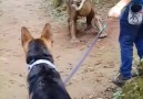 Pastor alemo um co corajoso e protetor com o dono eles disseram.