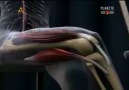 Patellar reflex