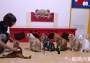 6 patience cats wait for their grooming Via storyful