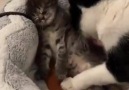 Pati Şeyler - Bu güzel anne kedi doğumdan kısa süre sonra...