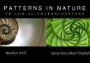 Patterns in Nature