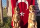 Paylaşta Gerçek Köpeklerde Görsünler