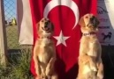 Paylaşta Gerçek Köpeklerde Görsünler - Biz 40 Kırşehirliyiz