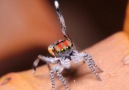 Peacock Spider Dances Around!