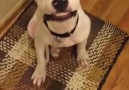 Pek Tatlı Gülücük Atan Köpek