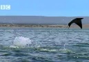 Pelícano y rayas marinas voladoras