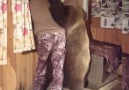 Pencereden bakan arkadaşına arkadan gelip sarılan ayı