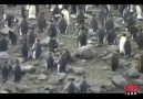penguen belgeseli