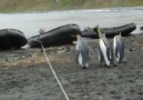 Penguenlerin İple İmtihanı :)