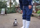 Penguin Attack!