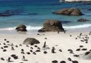 Penguin Beach in South Africa on your Must Do Travel Tag Friends
