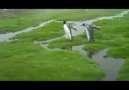 Penguin dilemma