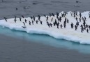Penguin party! Amazing Video by &(IG)